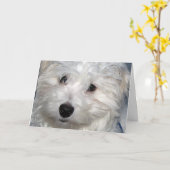Dog Sympathie Kaart (Gele Bloem)