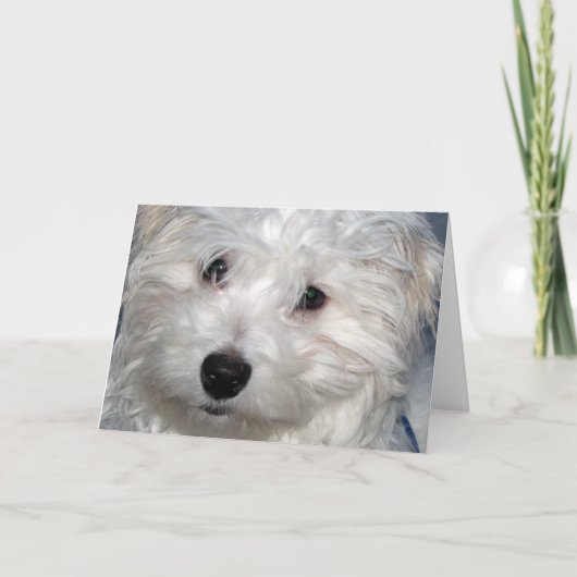 Dog Sympathie Kaart (Voorkant)