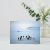 Dog teams, Devon Island, Northwest Territories Briefkaart (Staand voorkant)