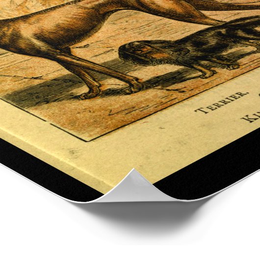  Dog Terrier Spaniel Natural History Afdrukken Poster (Hoek)