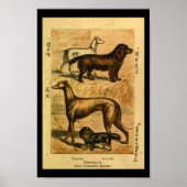  Dog Terrier Spaniel Natural History Afdrukken Poster (Voorkant)