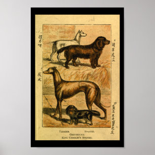  Dog Terrier Spaniel Natural History Afdrukken Poster
