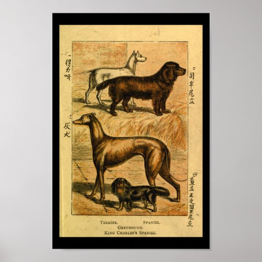  Dog Terrier Spaniel Natural History Afdrukken Poster (Voorkant)