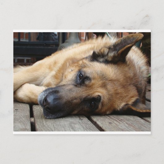 Dog Tired Briefkaart (Voorkant)