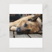 Dog Tired Briefkaart (Voorkant)