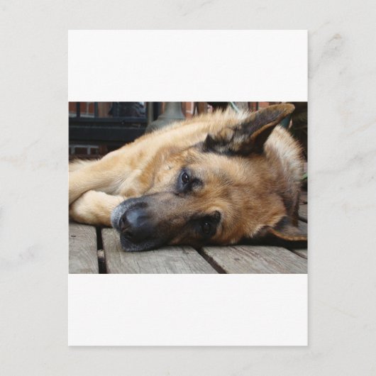 Dog Tired Briefkaart (Voorkant)