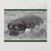 Dog Tired Briefkaarten (Voorkant)