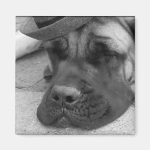 Dog Tired Magneet