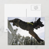 Dog-training van de politie van Shepherd Briefkaart (Voorkant / Achterkant)