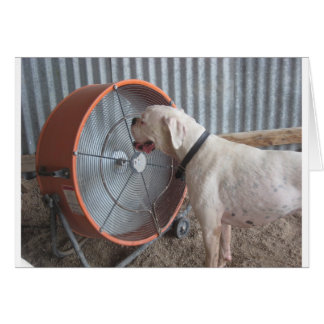 Dog - Van de bries houden