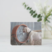 Dog - Van de bries houden Briefkaart (Staand voorkant)