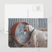Dog - Van de bries houden Briefkaart (Voorkant / Achterkant)