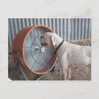 Dog - Van de bries houden Briefkaart