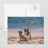 Dog van Sandy Beach Briefkaart (Voorkant / Achterkant)