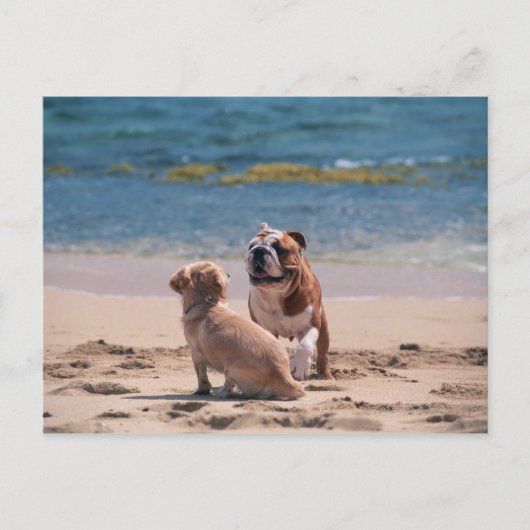 Dog van Sandy Beach Briefkaart (Voorkant)