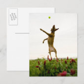 Dog vangt tennisbal in de lucht briefkaart (Voorkant / Achterkant)