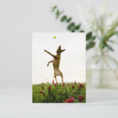 Dog vangt tennisbal in de lucht briefkaart (Staand voorkant)