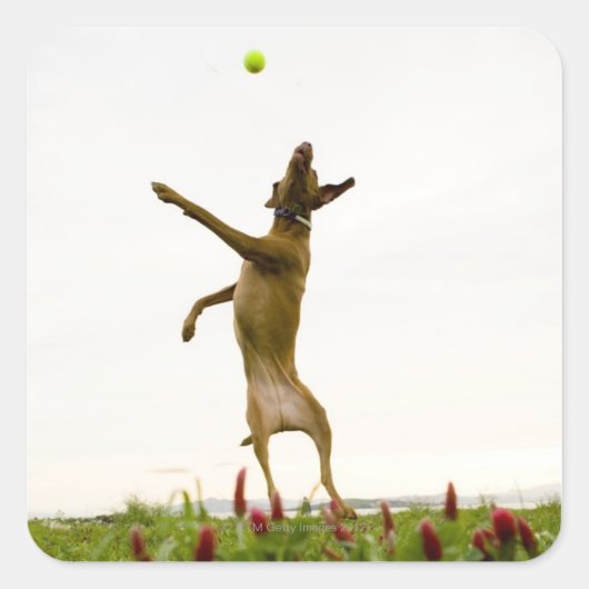Dog vangt tennisbal in de lucht vierkante sticker (Voorkant)