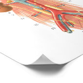 Dog vasculaire anatomie Poster 18 x 24 inch (Hoek)