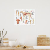 Dog vasculaire anatomie Poster 18 x 24 inch (Keuken)