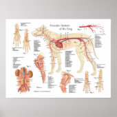 Dog vasculaire anatomie Poster 18 x 24 inch (Voorkant)