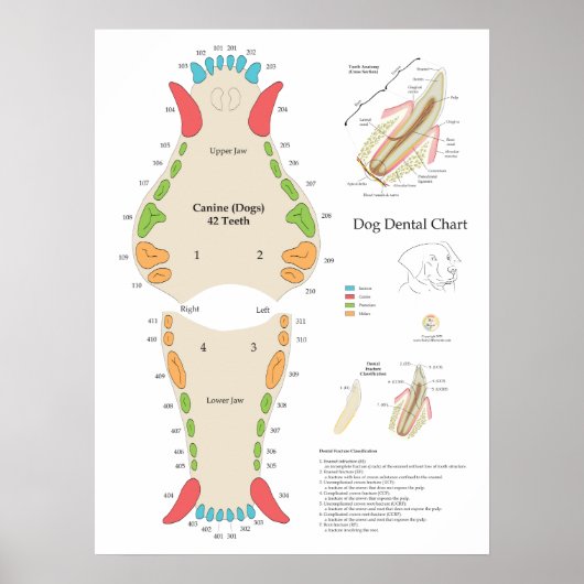 Dog Veterinary Dental Chart Poster (Voorkant)