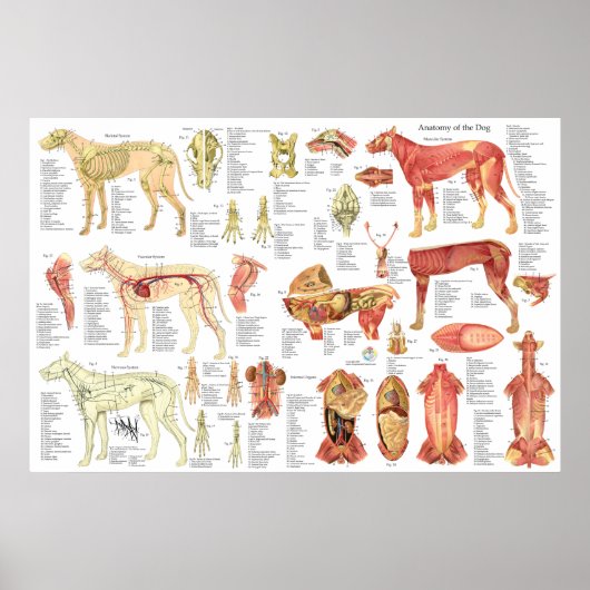 Dog Veterinary Muscle Anatomy Poster 24" X 36" (Voorkant)