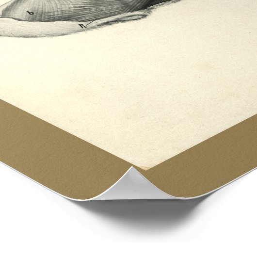 Dog Veterinary Skull Head Musea Anatomie Afdrukken Poster (Hoek)