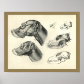 Dog Veterinary Skull Head Musea Anatomie Afdrukken Poster (Voorkant)