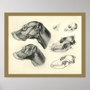 Dog Veterinary Skull Head Musea Anatomie Afdrukken Poster