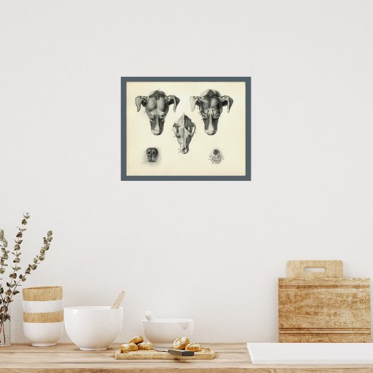 Dog Veterinary Skull Head Musea Anatomie Afdrukken Poster (Keuken)