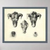 Dog Veterinary Skull Head Musea Anatomie Afdrukken Poster (Voorkant)