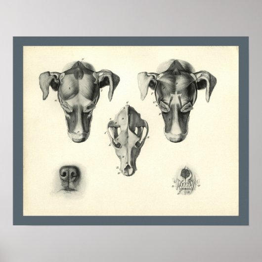 Dog Veterinary Skull Head Musea Anatomie Afdrukken Poster (Voorkant)