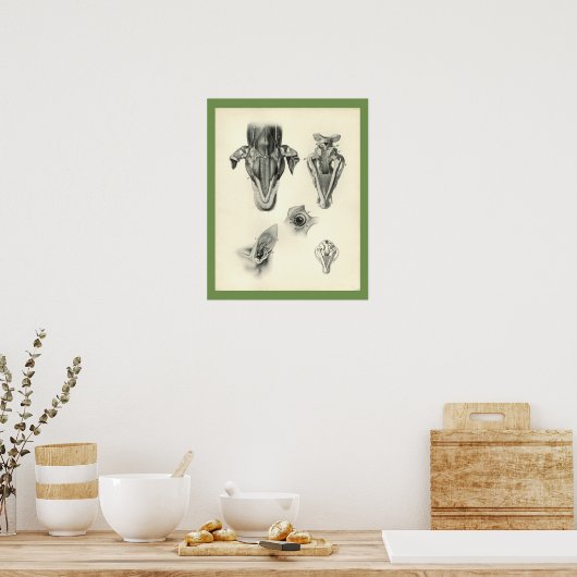 Dog Veterinary Skull Head Musea Anatomie Afdrukken Poster (Keuken)