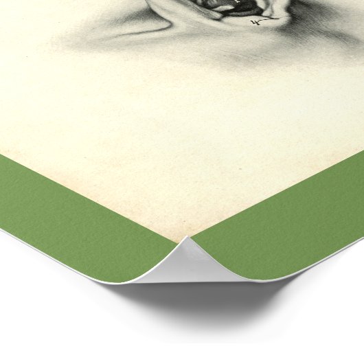 Dog Veterinary Skull Head Musea Anatomie Afdrukken Poster (Hoek)