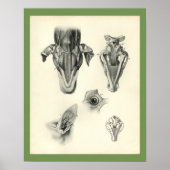Dog Veterinary Skull Head Musea Anatomie Afdrukken Poster (Voorkant)