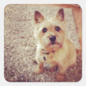 Dog Vierkante Sticker (Voorkant)