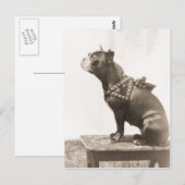 Dog voor een Afbeelding Briefkaart (Voorkant / Achterkant)