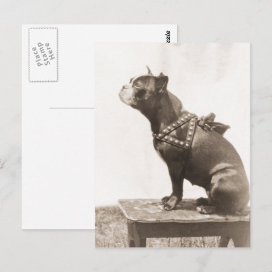 Dog voor een Afbeelding Briefkaart (Voorkant / Achterkant)