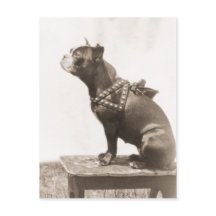 Dog voor een Afbeelding