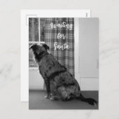 Dog Waiting for Santa Kerstmis Feestdagenkaart (Voorkant / Achterkant)