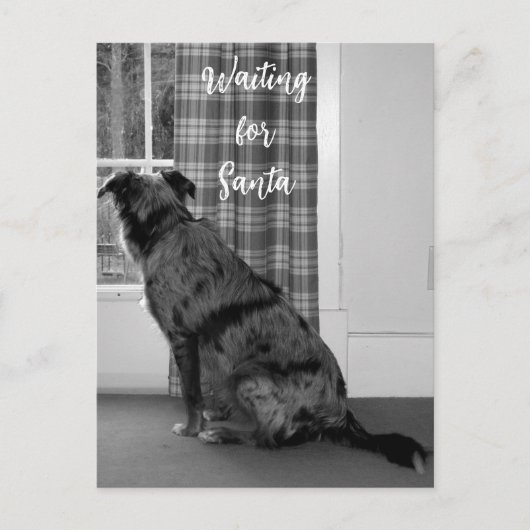 Dog Waiting for Santa Kerstmis Feestdagenkaart (Voorkant)
