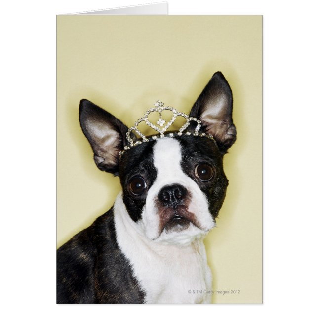 Dog Wearing Tiara (Voorkant)