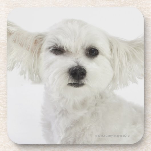 Dog winking onderzetter (Voorkant)