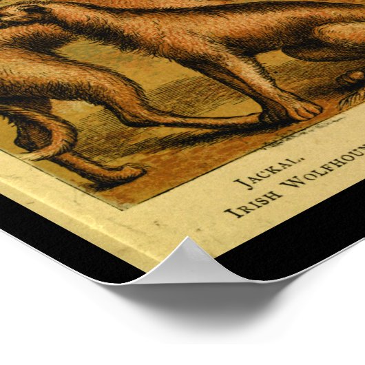  Dog Wolf Natural History Print (Hoek)