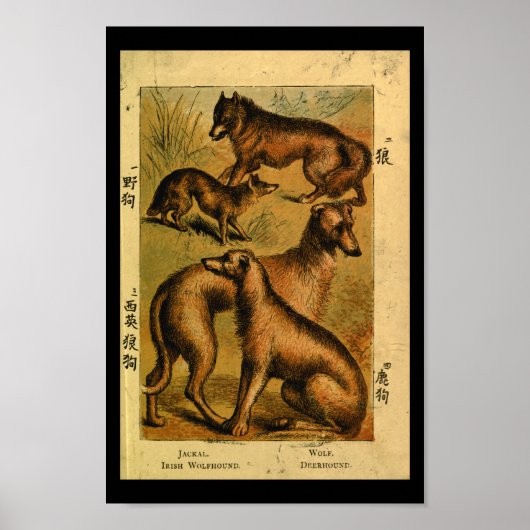  Dog Wolf Natural History Print (Voorkant)