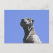 Dog Years... Briefkaart (Voorkant)