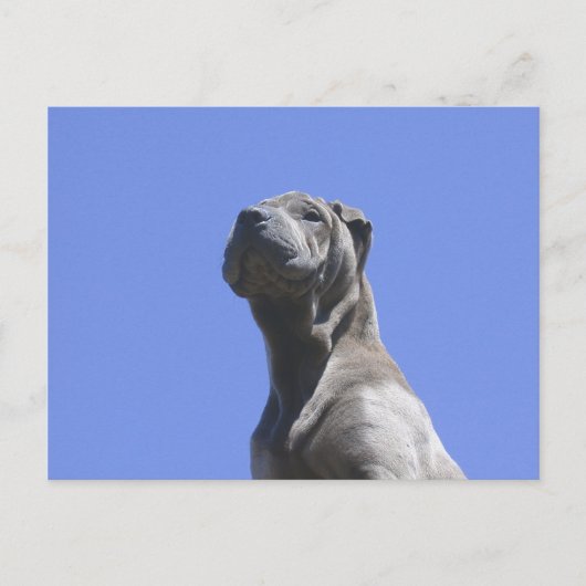 Dog Years... Briefkaart (Voorkant)