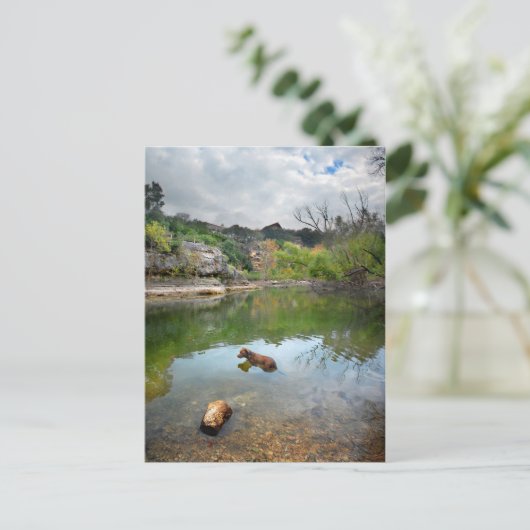 Dog zwemmen in Barton Creek - Austin Texas Briefkaart (Staand voorkant)