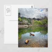 Dog zwemmen in Barton Creek - Austin Texas Briefkaart (Voorkant / Achterkant)